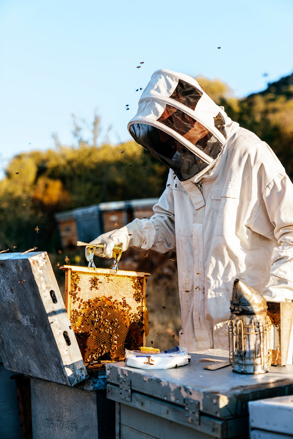 Bienenreich
