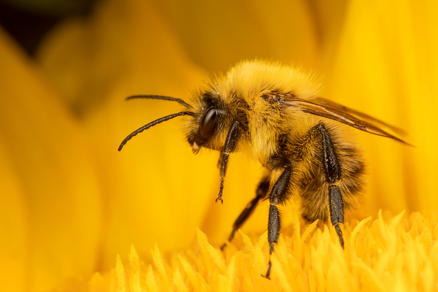 Bienenreich