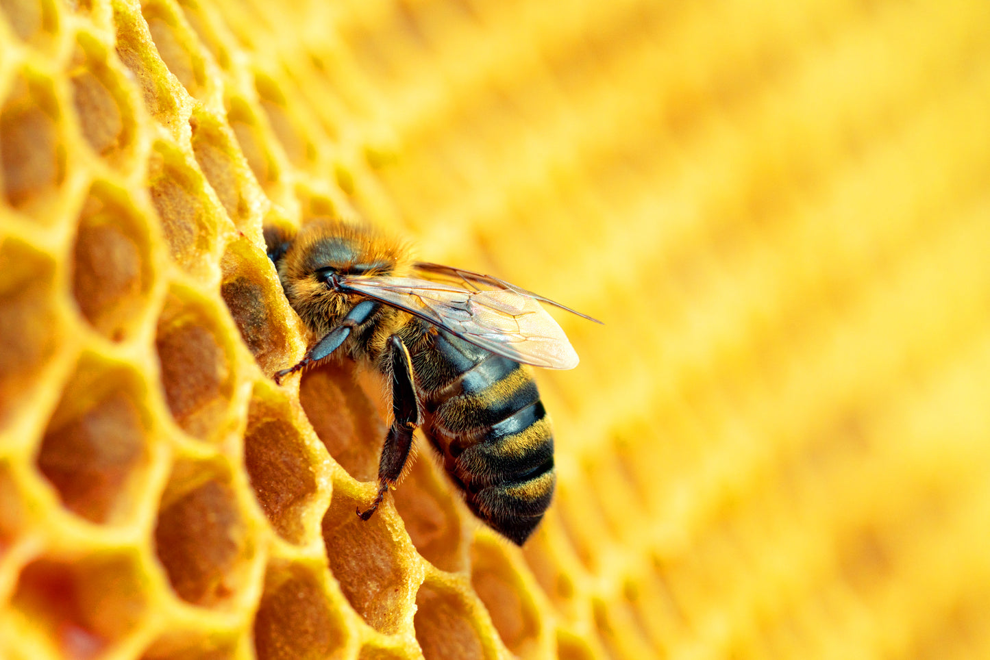 Bienenreich