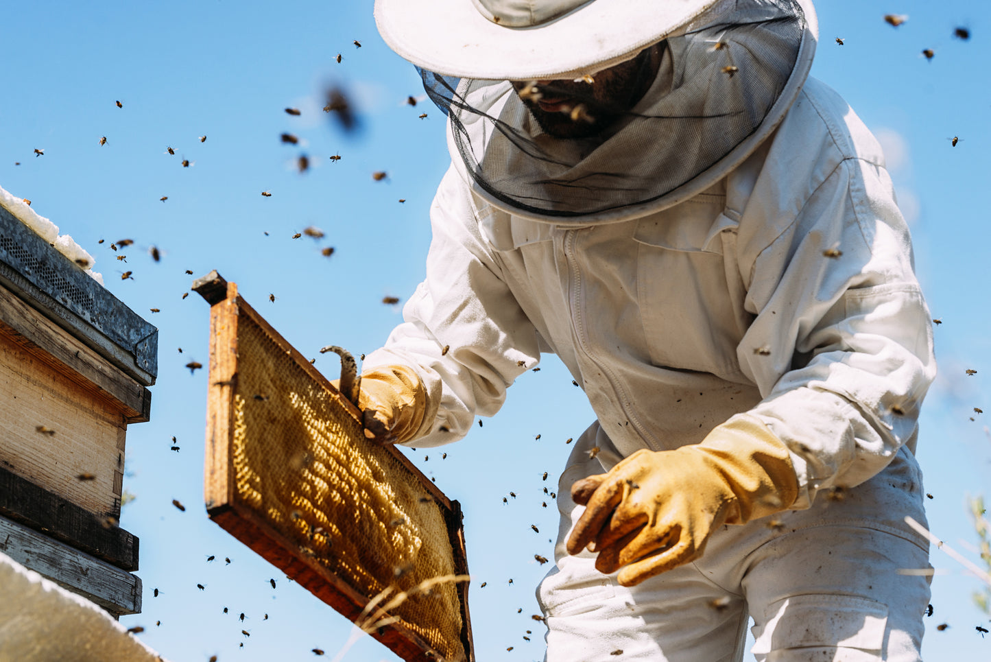 Imker Bienenreich