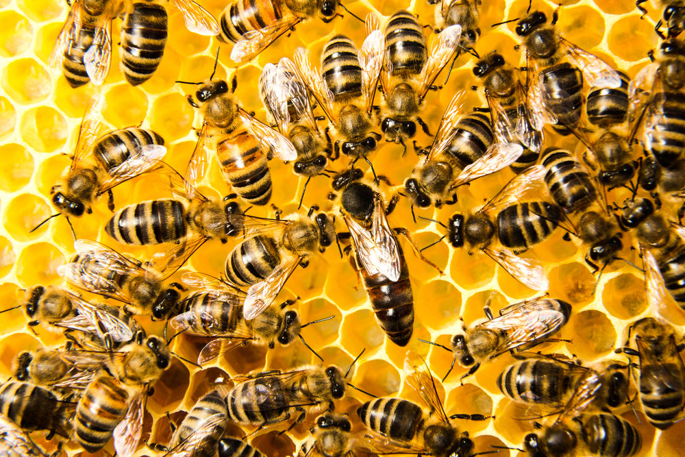 Bienenreich